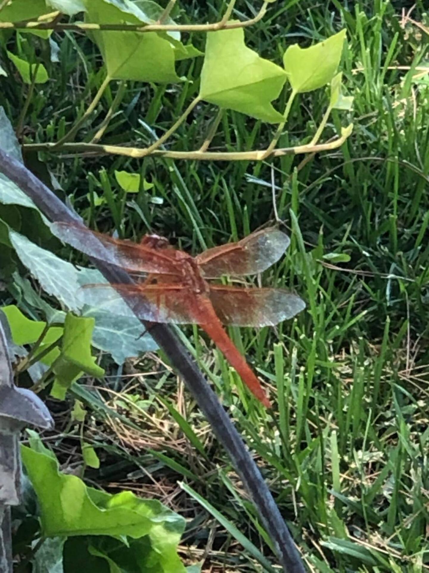 Dragonfly Cottage - Wend'Y Place Off Page Spring Cottonwood Exteriér fotografie